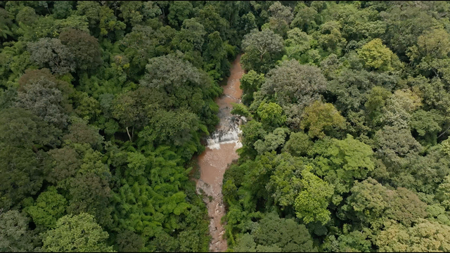 Keo Seima Wildlife Sanctuary, Mondulkiri | See Gibbons
