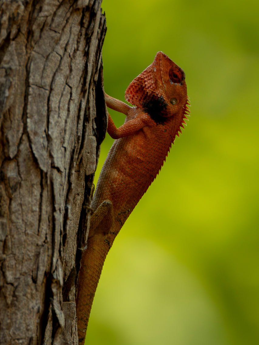 Changeable lizard male on a tree at Jahoo