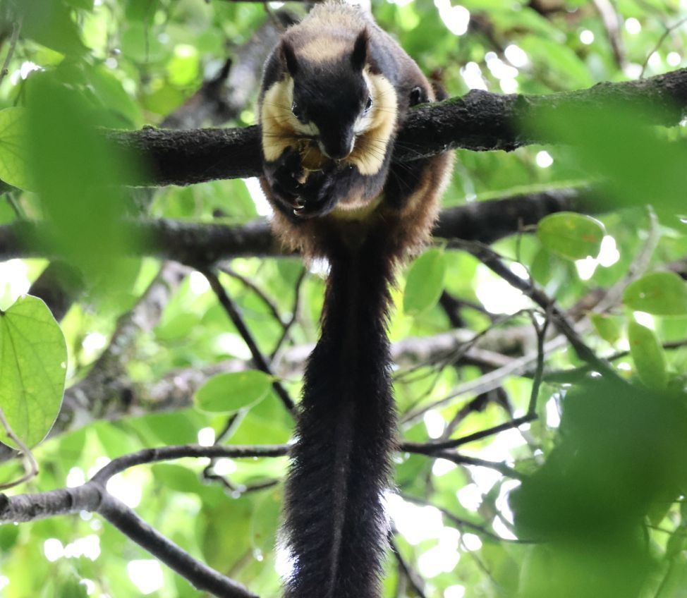 Black giant squirrel eating in a semi-evergreen forest