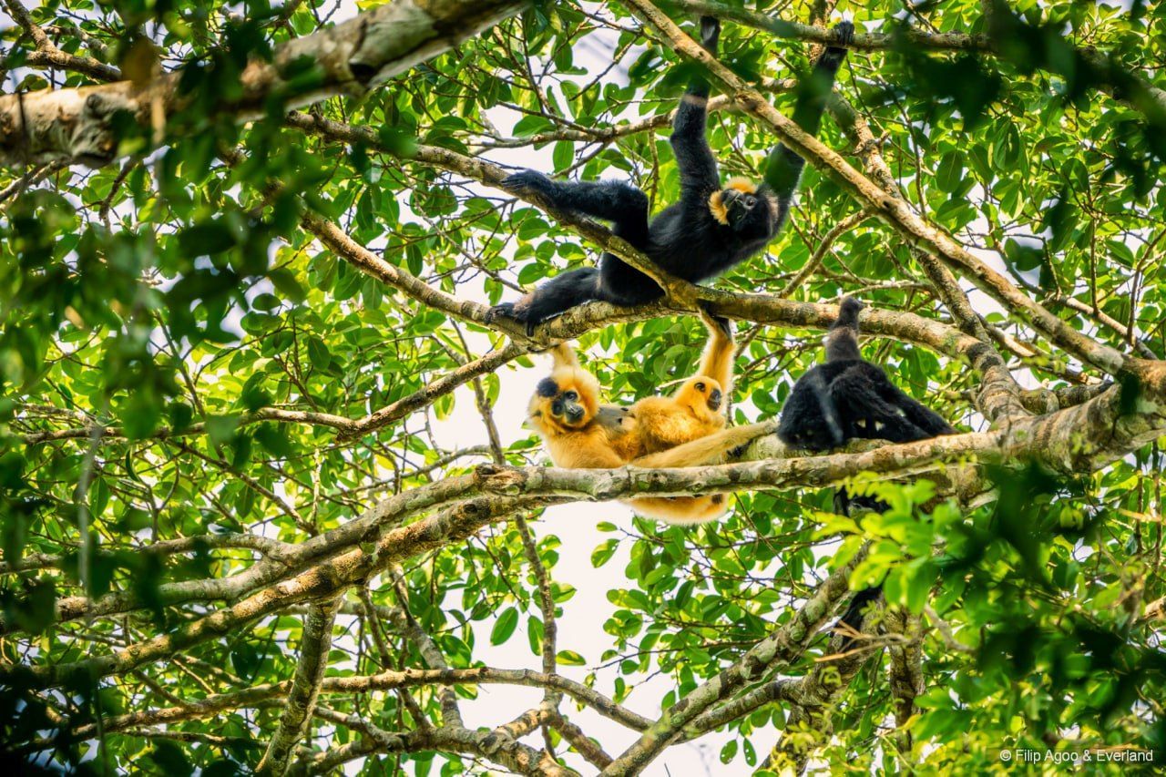 Seeing Yellow-cheeked gibbon on the tree