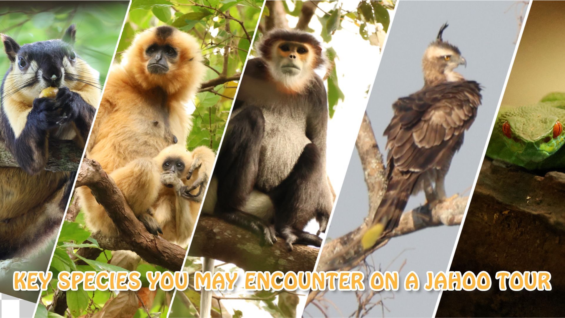 key species in jahoo