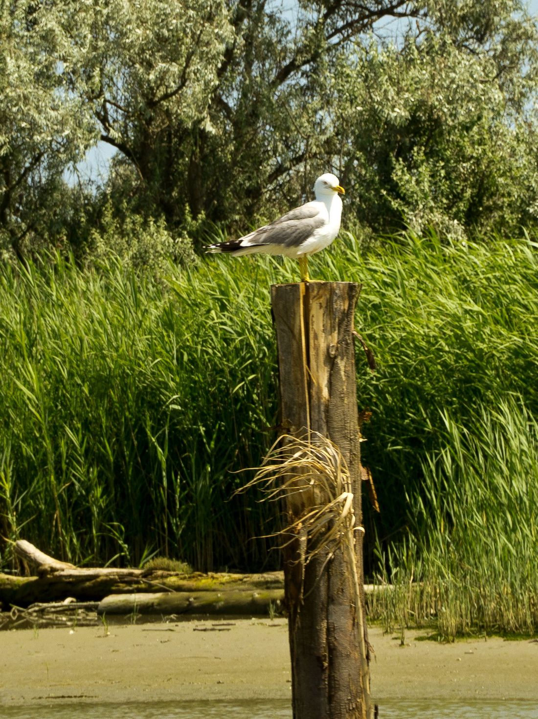 seagull in the nature reserve