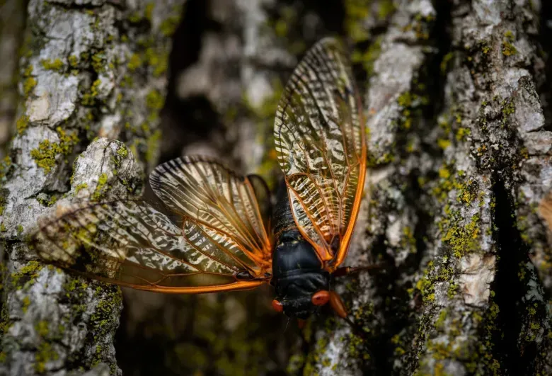 A close up of a cicada sitting on a tree trunk.