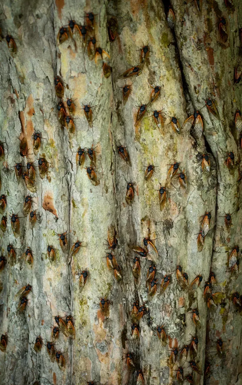 A close up of a tree trunk with ants on it.