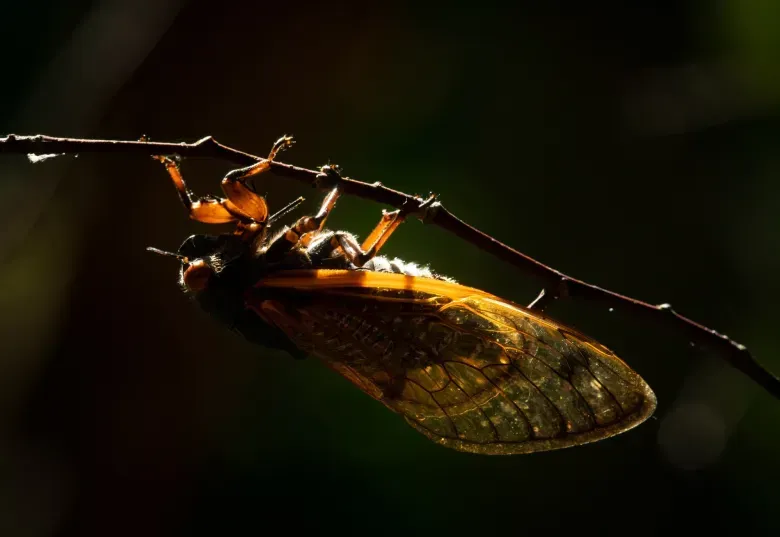 A close up of a bug sitting on a branch