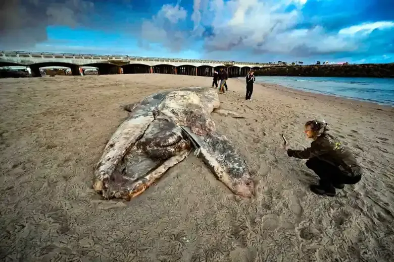 A woman is squatting down on a beach next to a large squid.