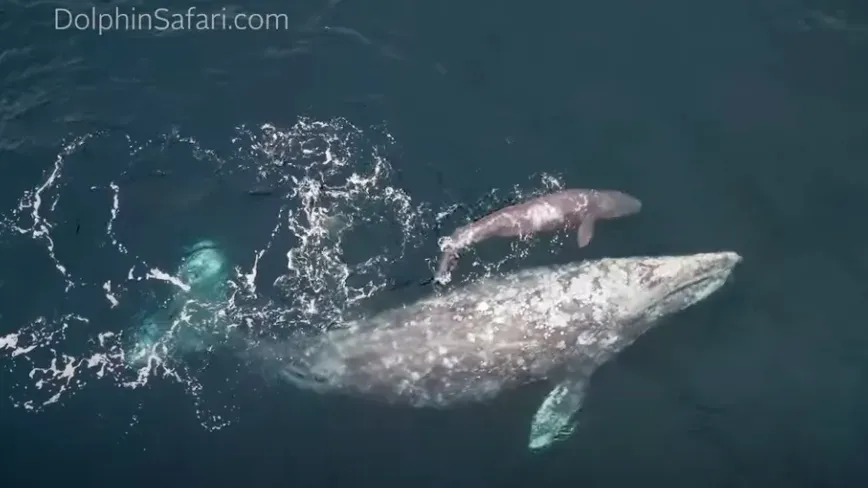 Two dolphins are swimming in the ocean.