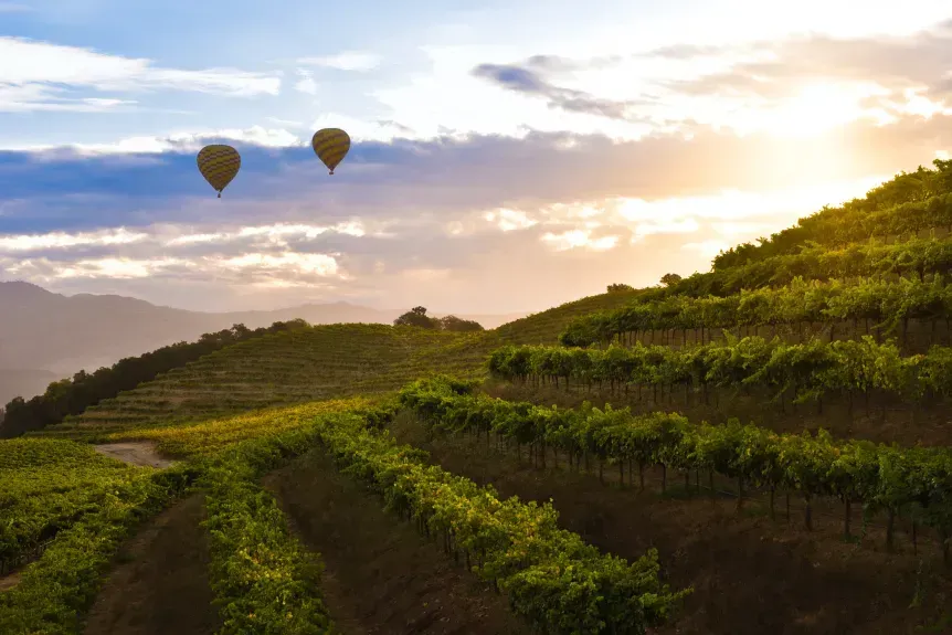 Two hot air balloons are flying over a vineyard at sunset.