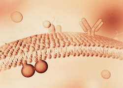 Membrane Protein