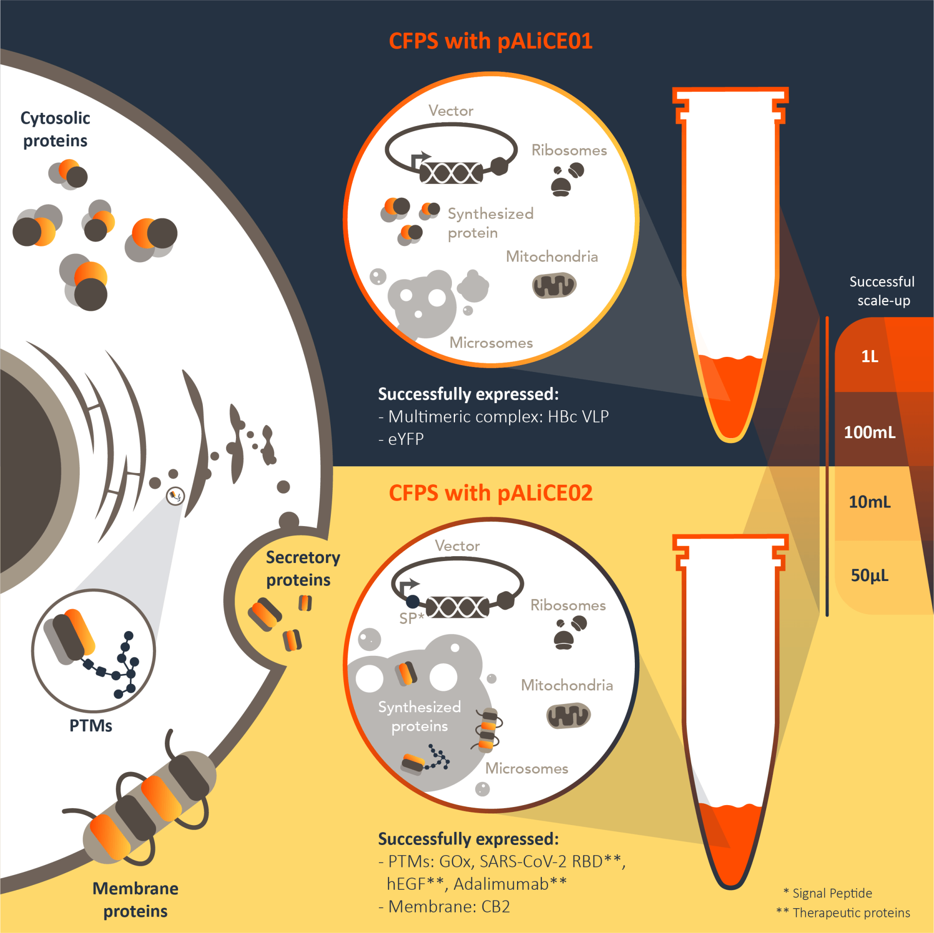 Infographic of the cytosolic and microsomal routes of protein expression in the ALiCE protein expression kit.