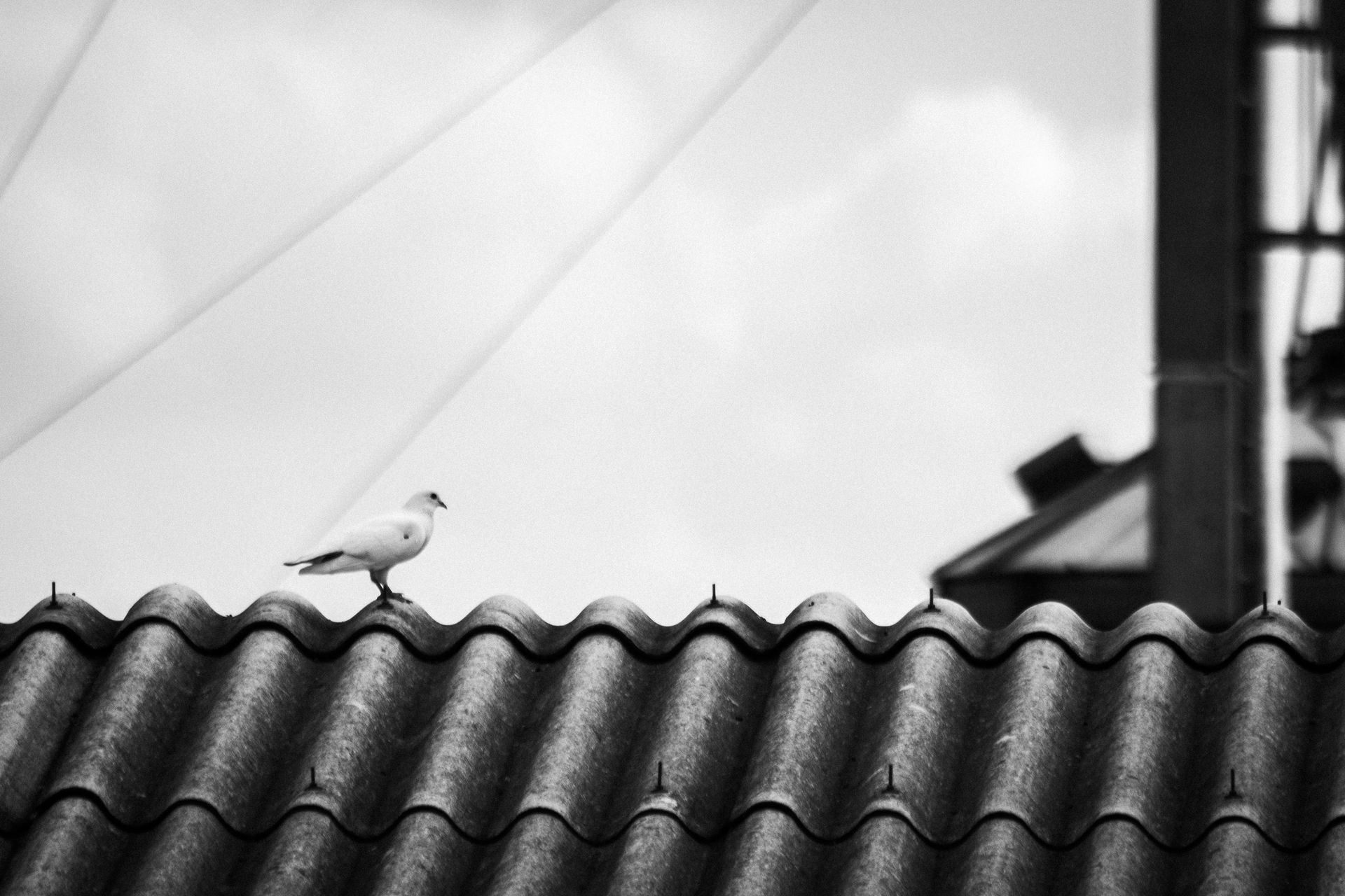 A black and white photo of a bird sitting on top of a roof.