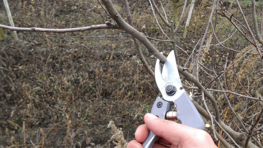 A hand holds metal pruning shears around a thin branch in a garden setting, preparing to make a cut.