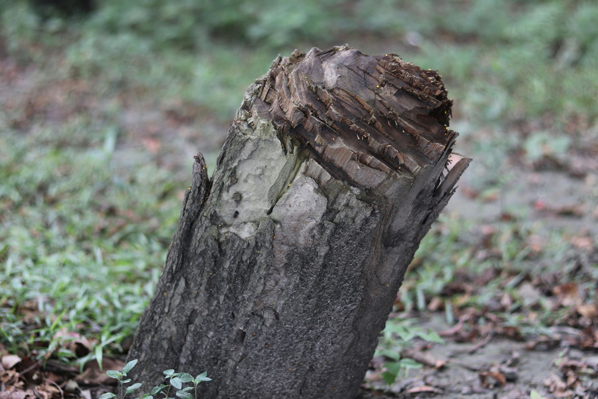 A close-up of a weathered, textured tree stump with dark, peeling bark set against a soft-focus, grassy background.