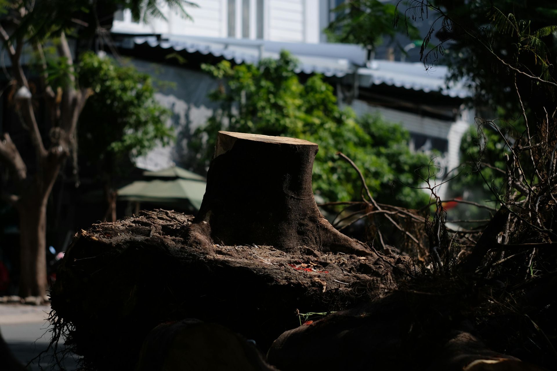 A close-up of a dark, uneven tree stump centered in the foreground, with blurred green foliage and a building behind.
