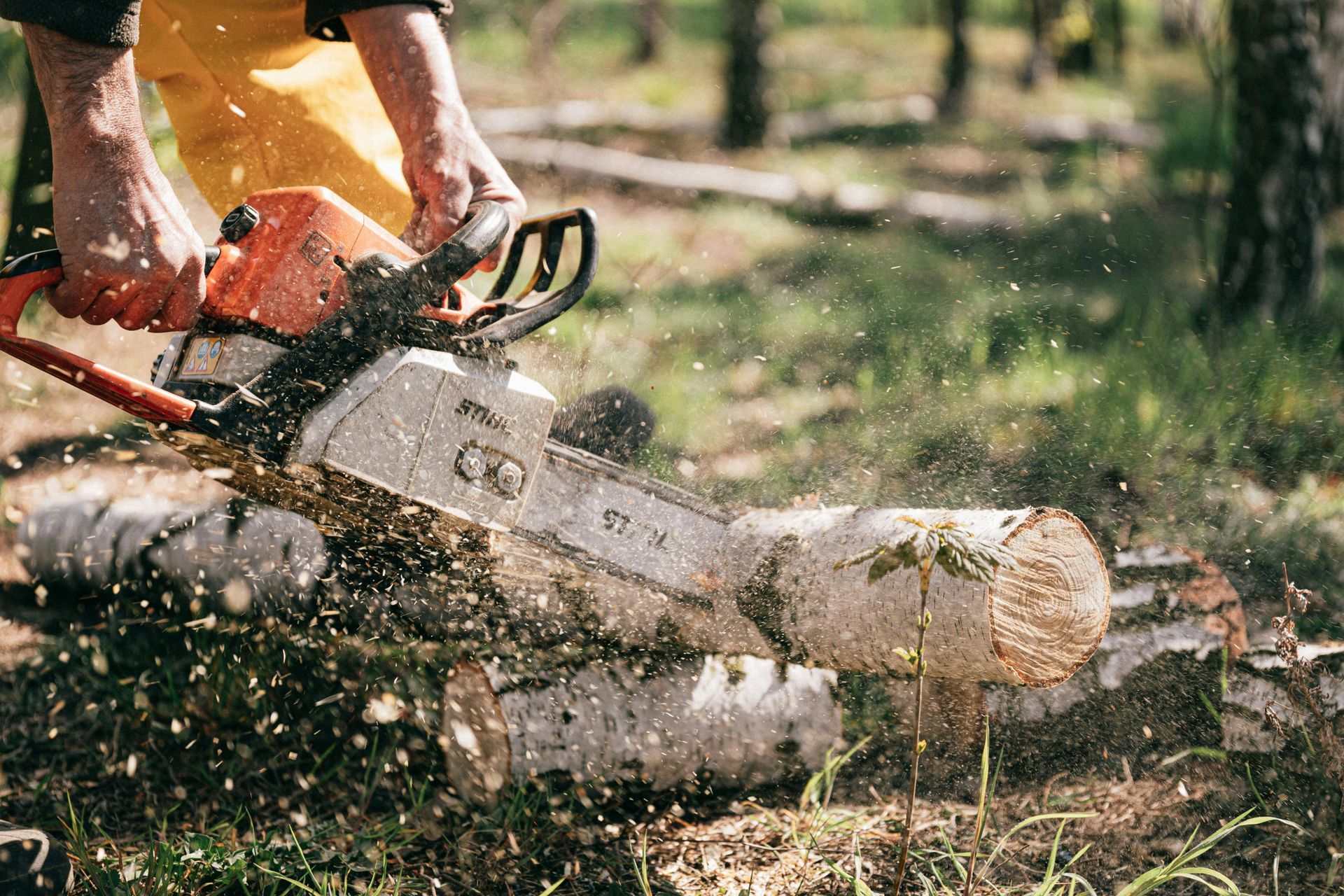 A person wearing yellow pants uses a chainsaw to cut through a log in a forest, with wood chips flying into the air.
