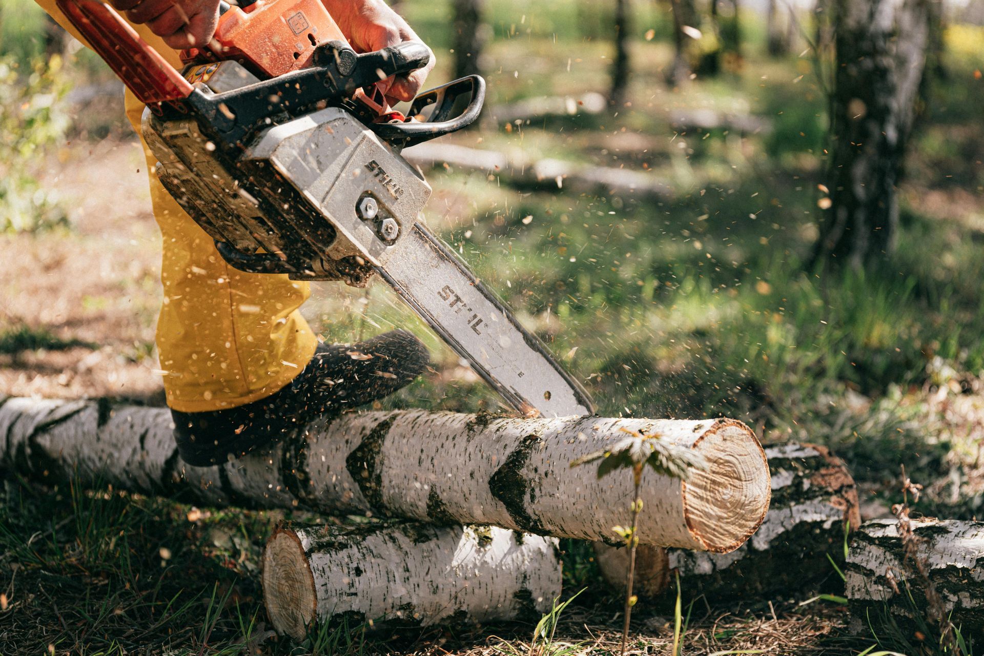 A person in bright yellow work pants uses a chainsaw to cut through a birch log on the forest floor.