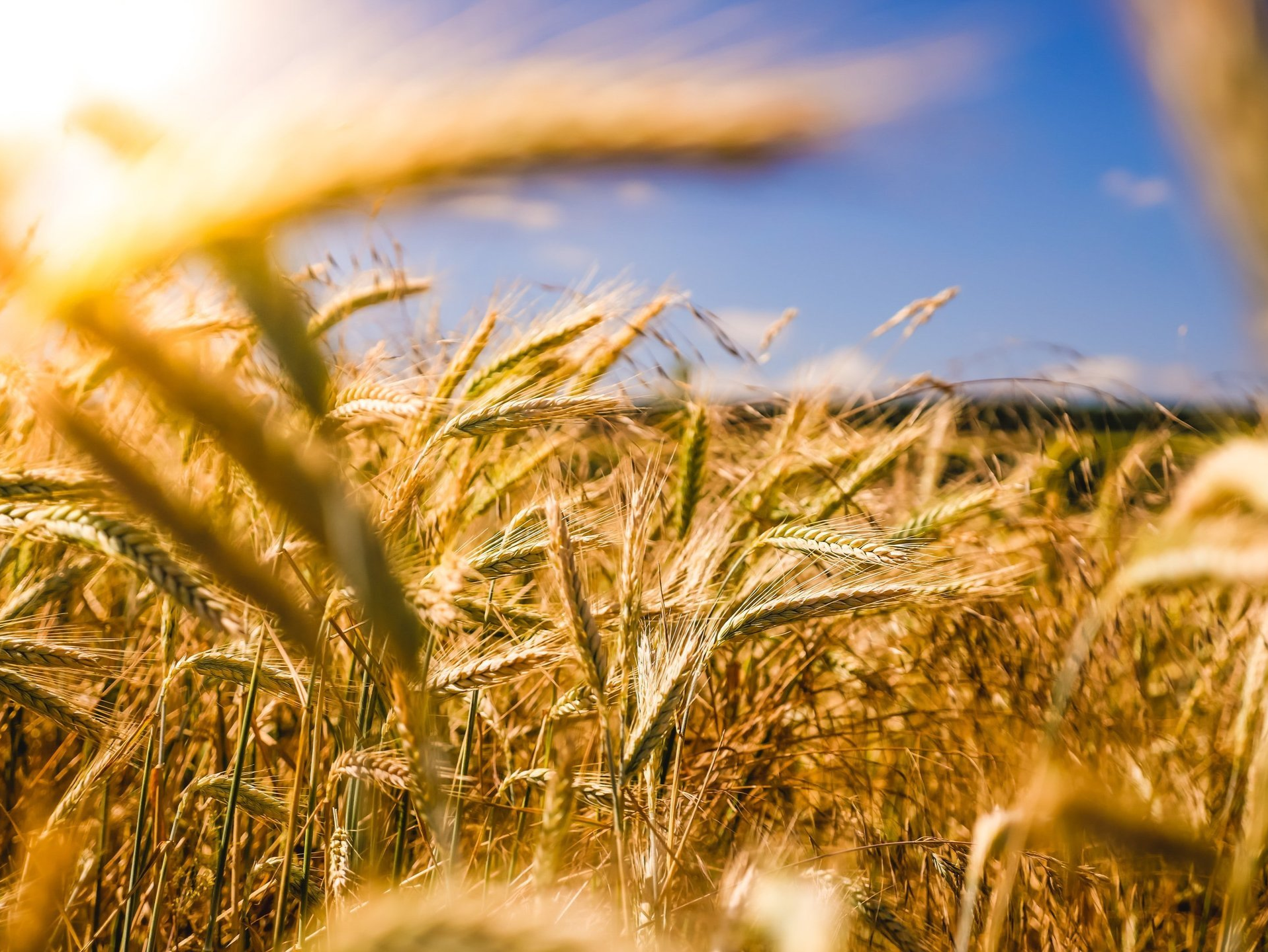 Field of wheat crops
