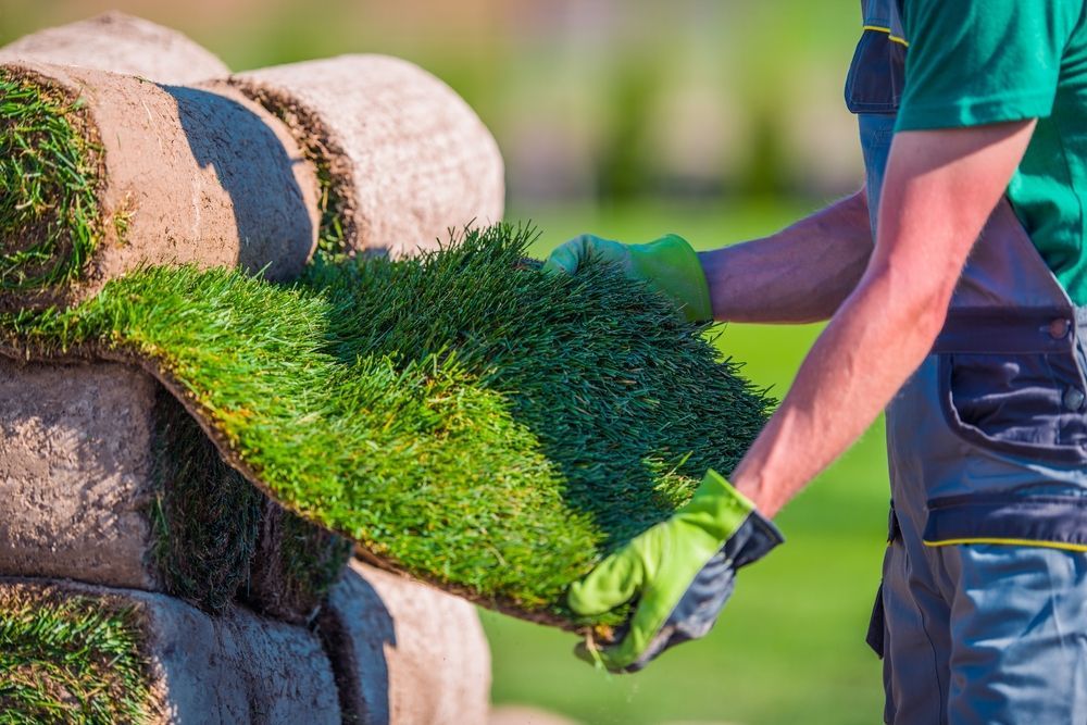 Worker laying rolls of fresh turf grass on a lawn during landscaping project