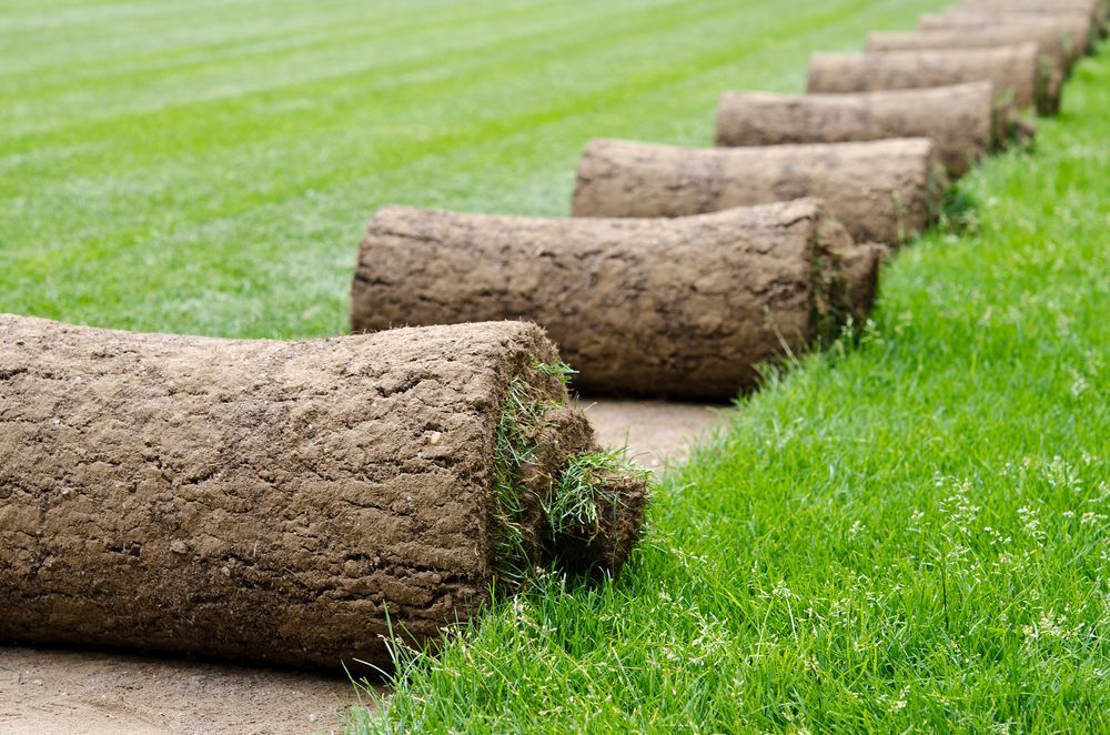 A Row of Turf Rolls Sitting on Top of a Lush Green Field — Ryans Turf in Nowra, NSW