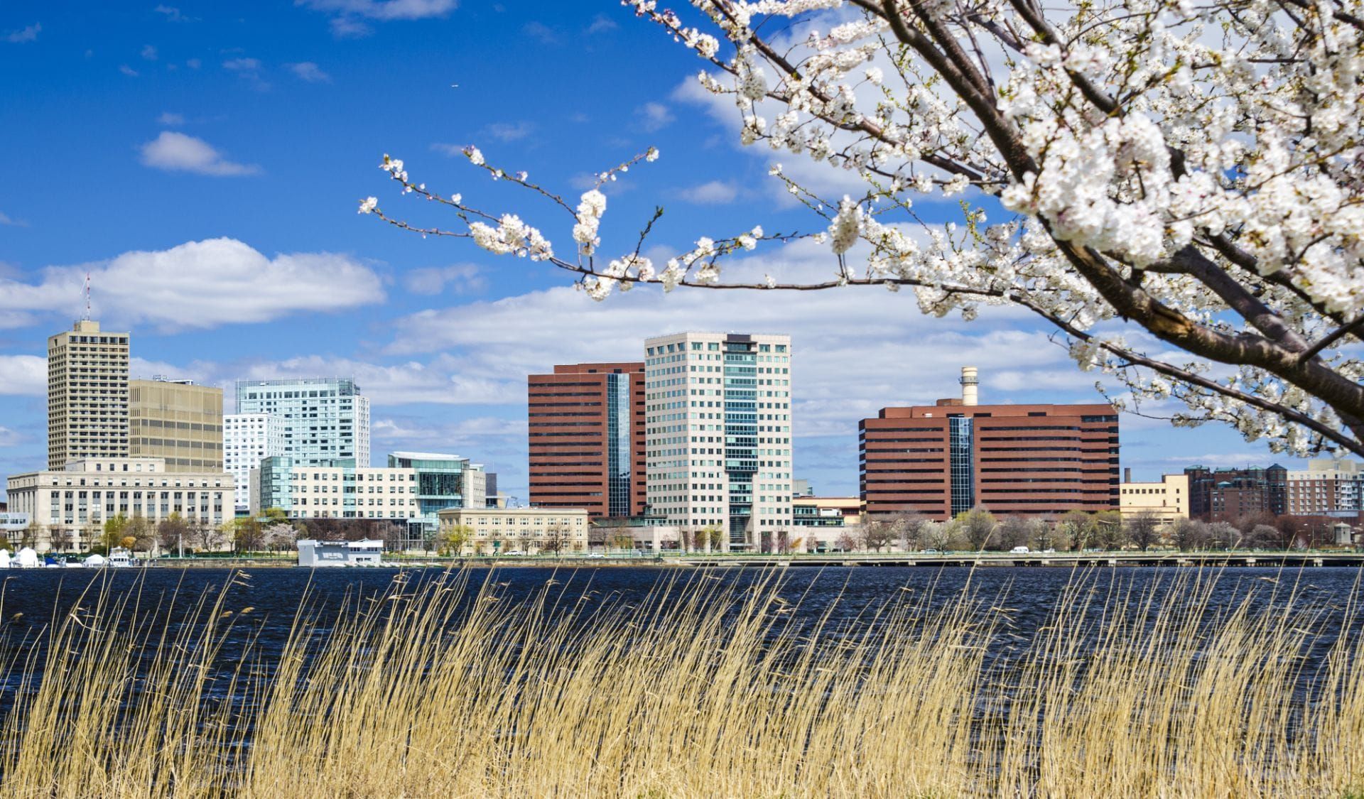 A city skyline with a tree in the foreground and tall grass in the foreground.