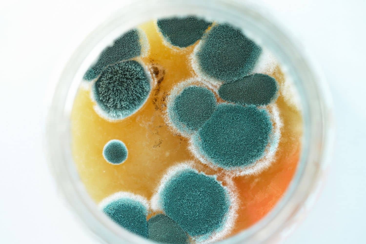 A close up of a petri dish filled with mold and bacteria.