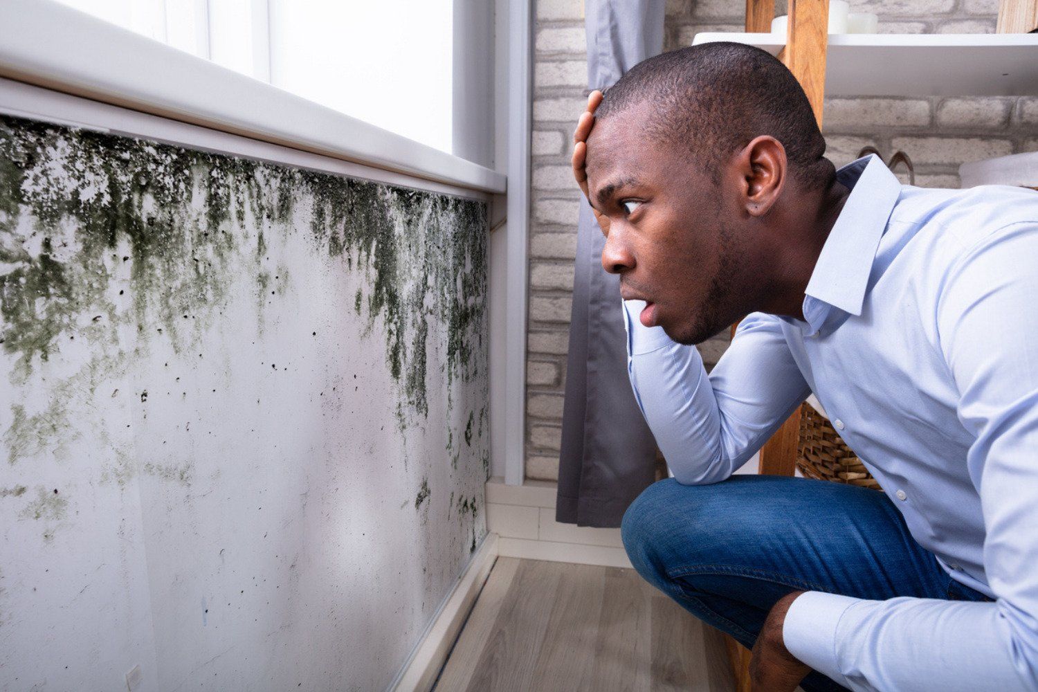mold+removal+company+near+me-1920w.jpg