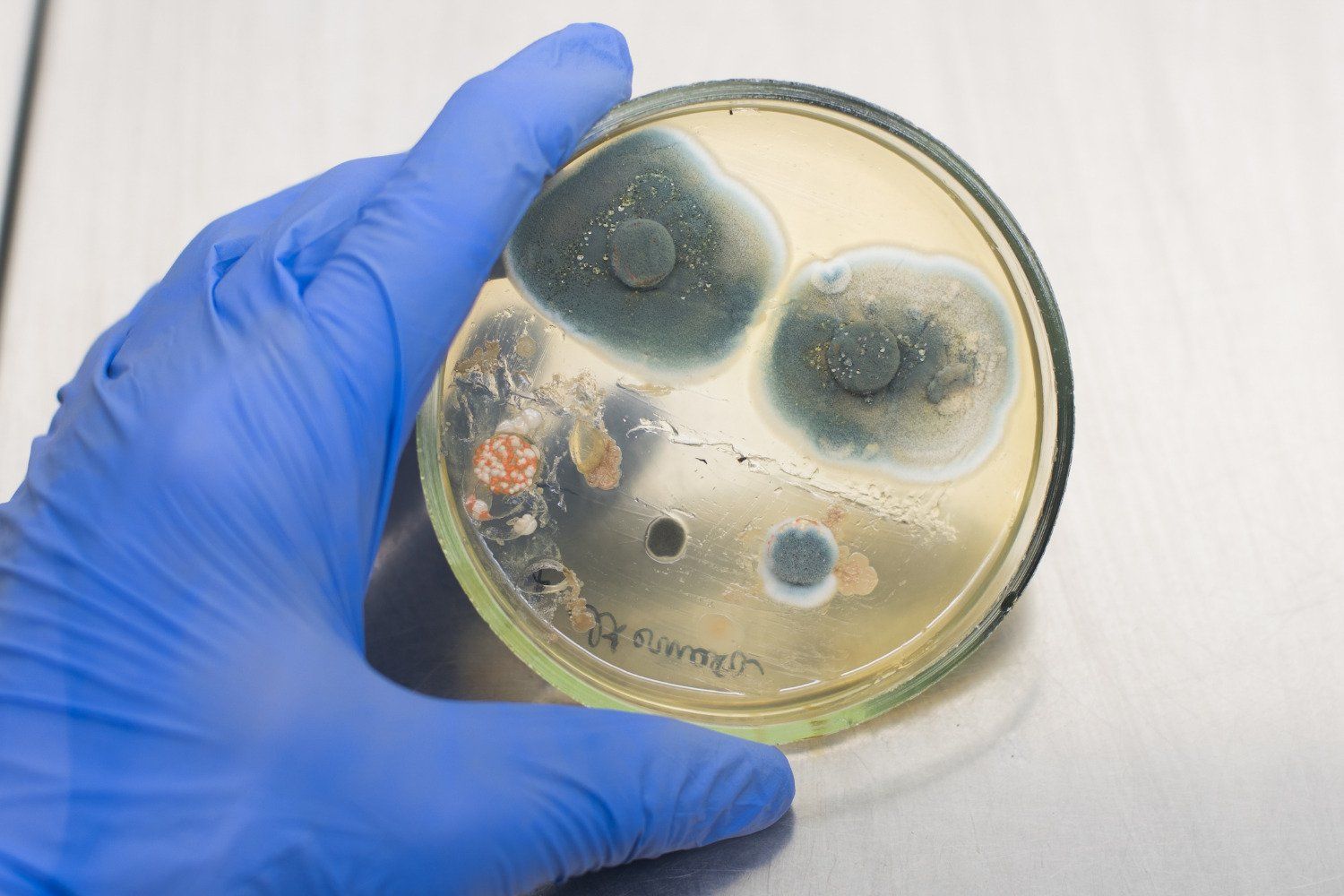 A person wearing blue gloves is holding a petri dish with bacteria on it.