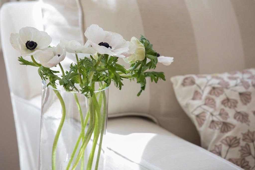 White anemone flowers in a clear vase on a white chair next to a striped pillow.