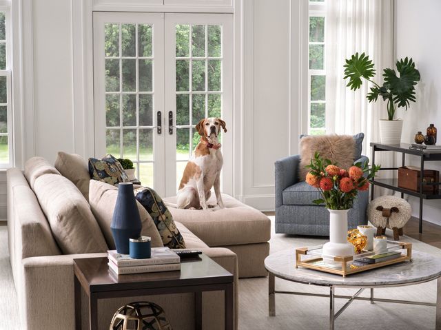 A dog sits on a chaise lounge in a bright, white living room.