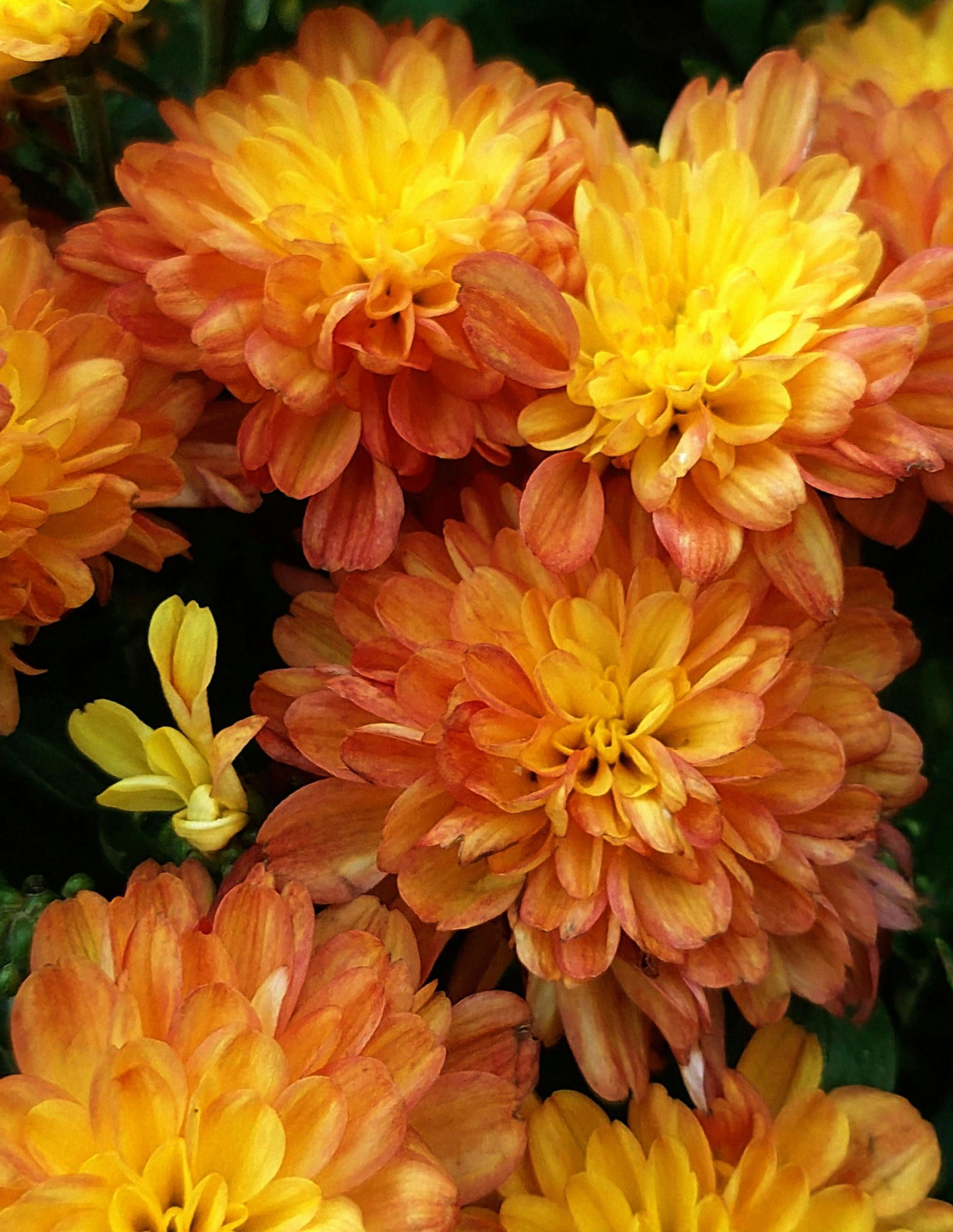 Close-up of orange and yellow chrysanthemum flowers in full bloom.