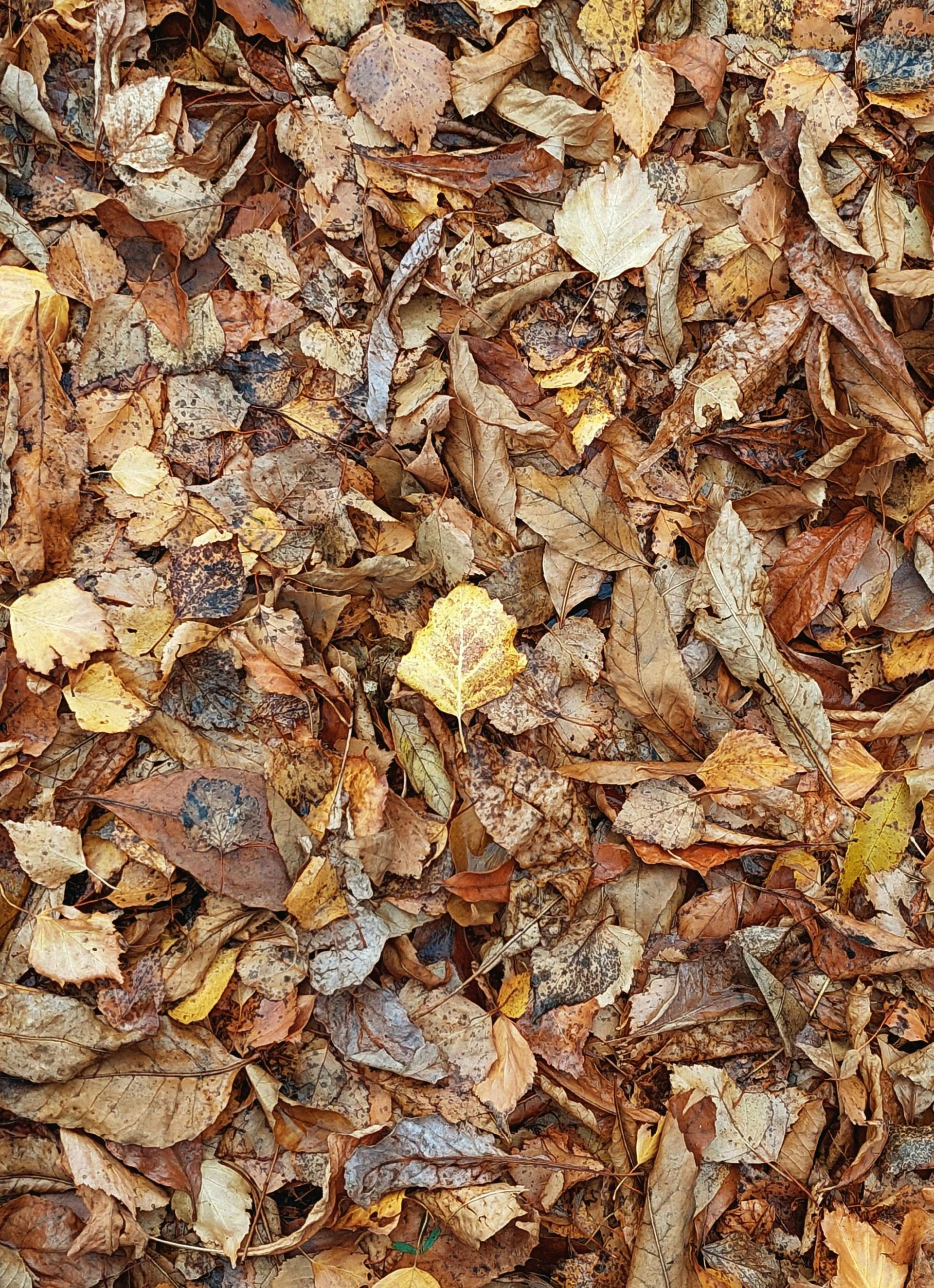 Autumn leaves floating in water. Brown, gold, and green foliage.