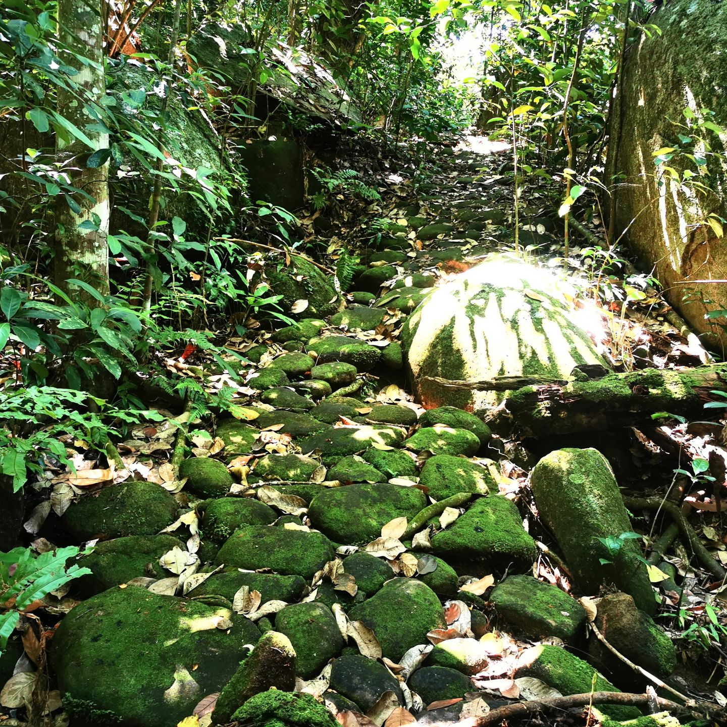 Stone path along a forest trail leading toward Praia do Caxadaço, Ilha Grande
