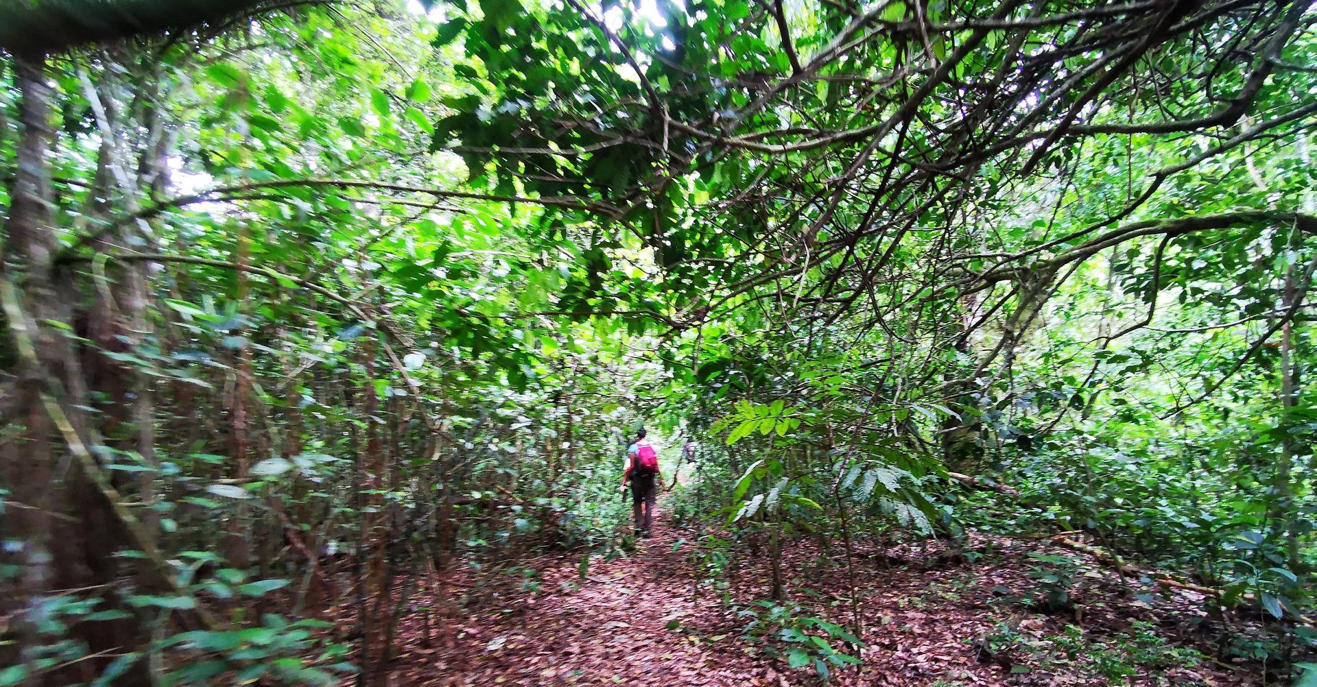 Hiking trail through the forest in Ilha Grande