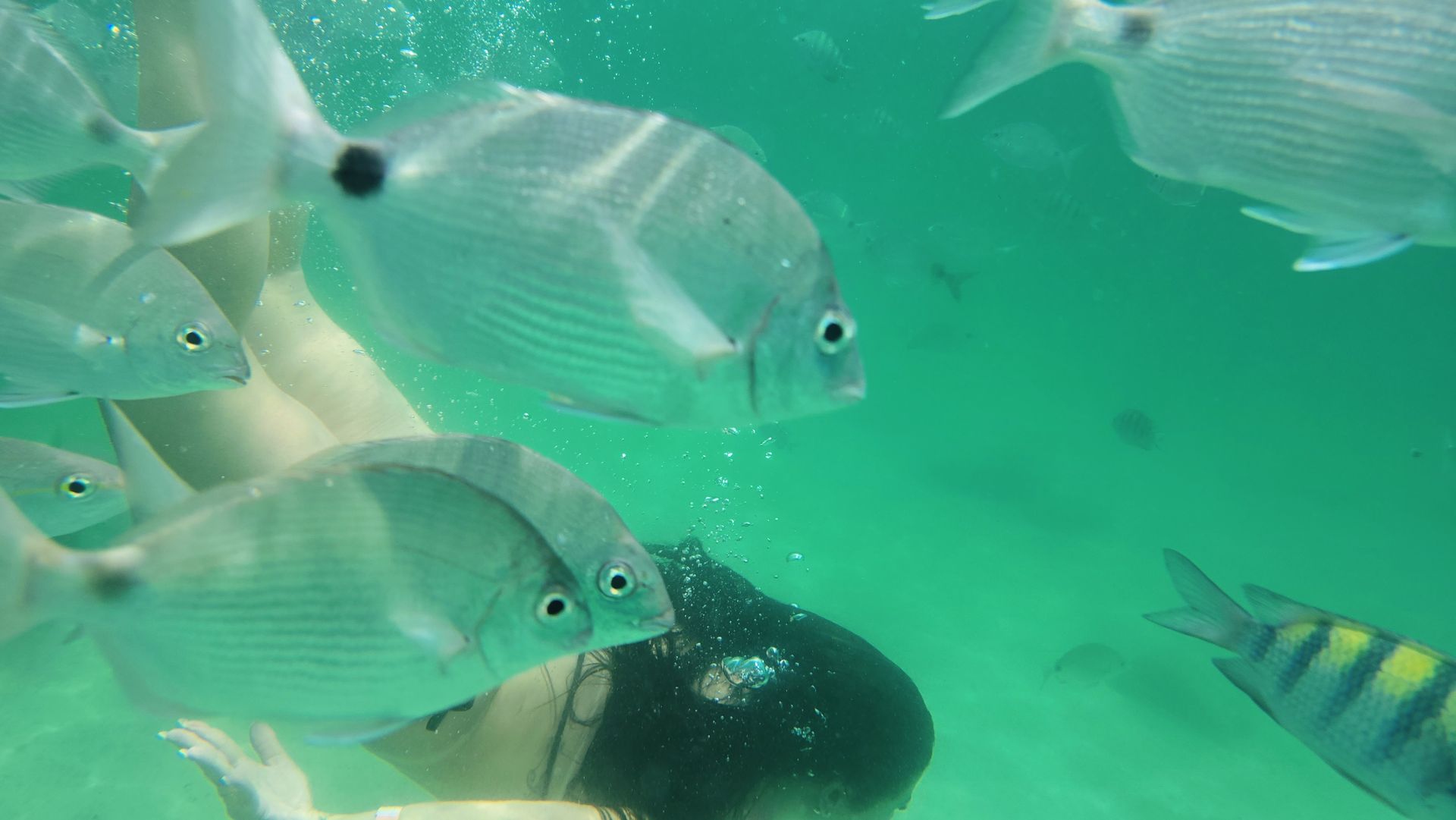 Experiência de snorkeling subaquático na Ilha Grande, Brasil, com um nadador cercado por peixes tropicais em águas cristalinas esverdeadas, destacando a vibrante vida marinha desse destino paradisíaco