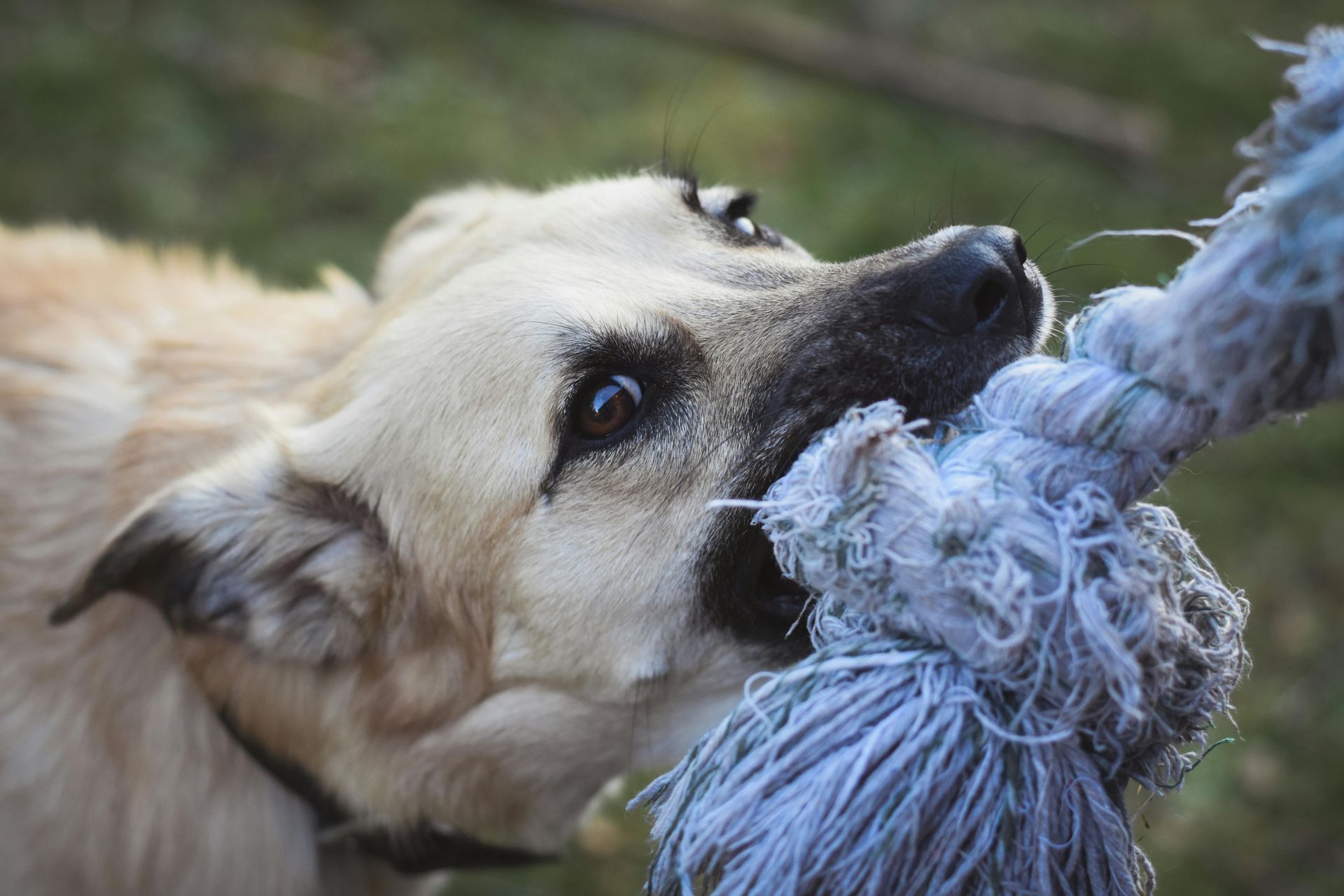 A dog is chewing on a blue rope toy.