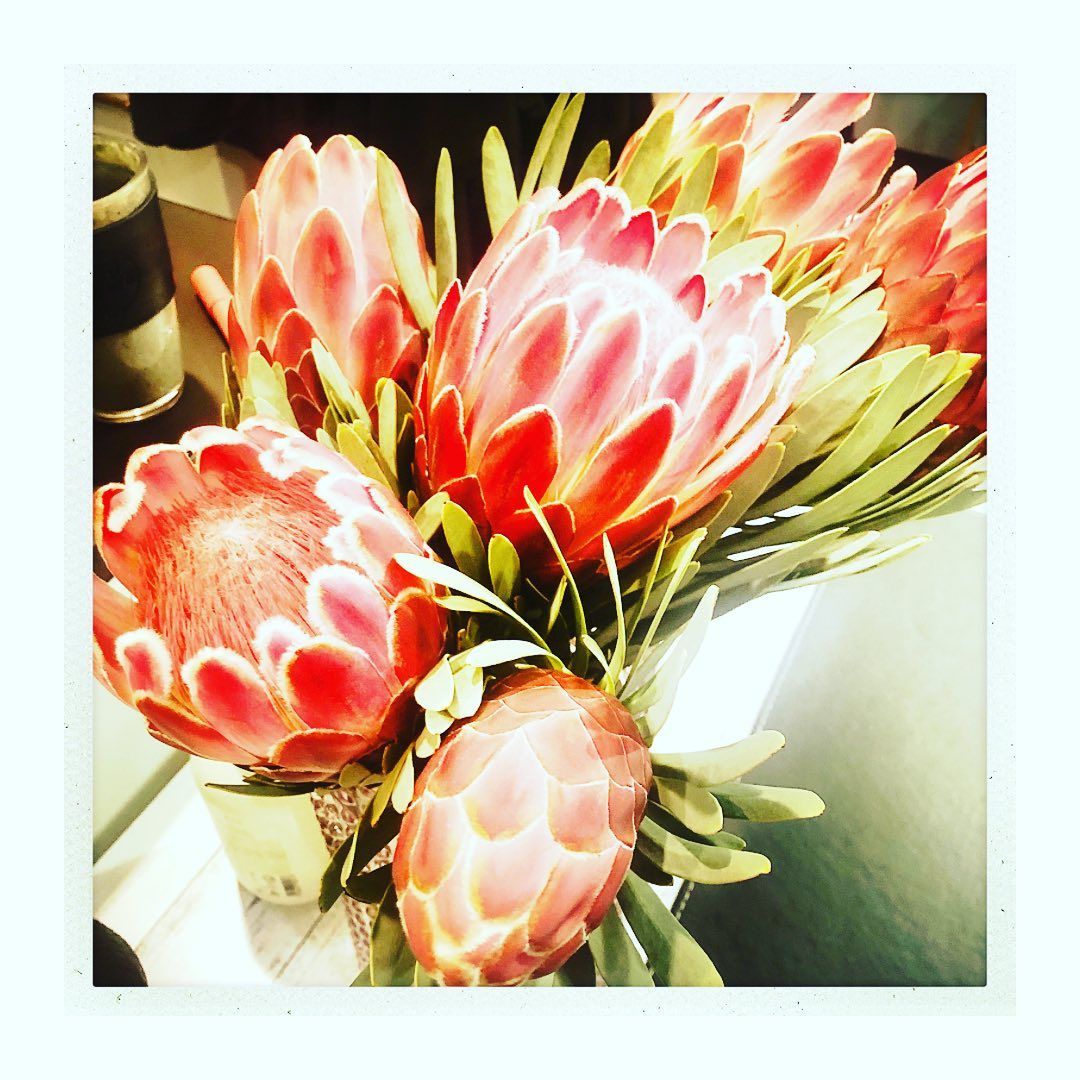 A bunch of pink flowers with green leaves on a table