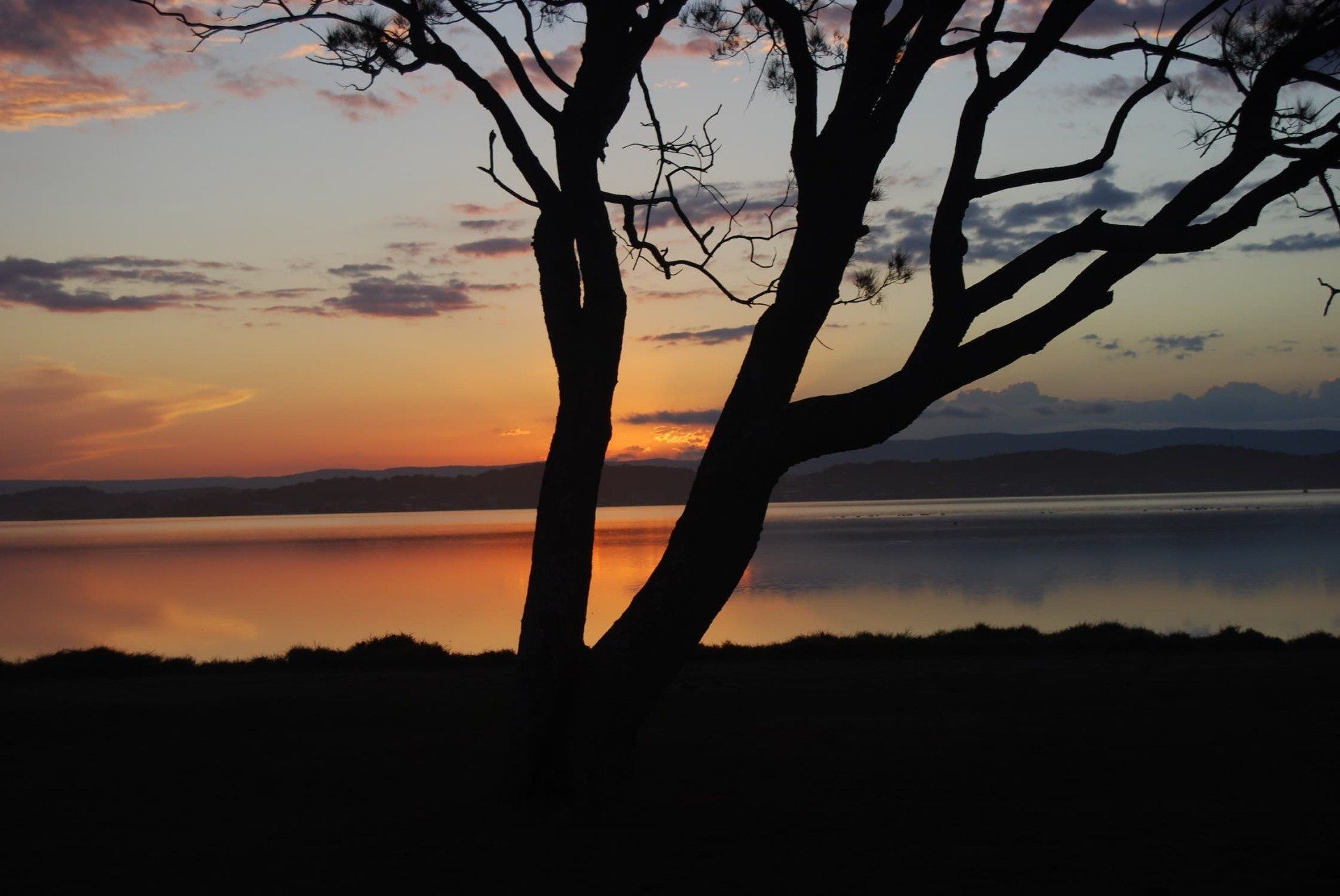 Silhouette Photography Of Tree Near Body Of Water - Mobile Mechanic In Charlestown, NSW