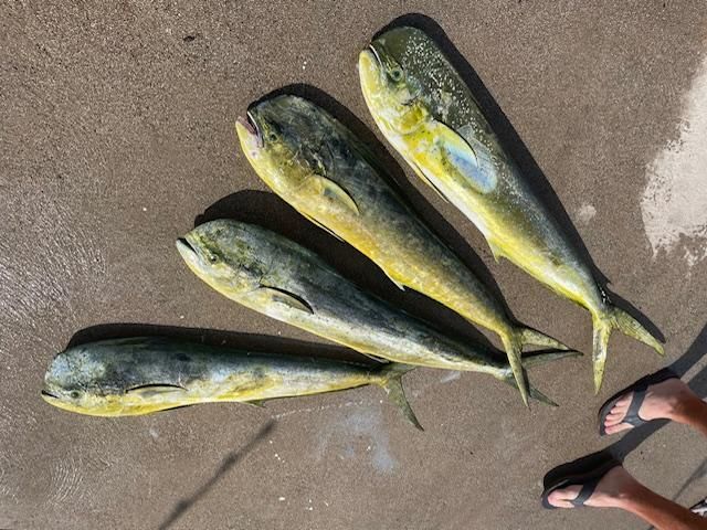 A person is standing next to a bunch of fish on the ground