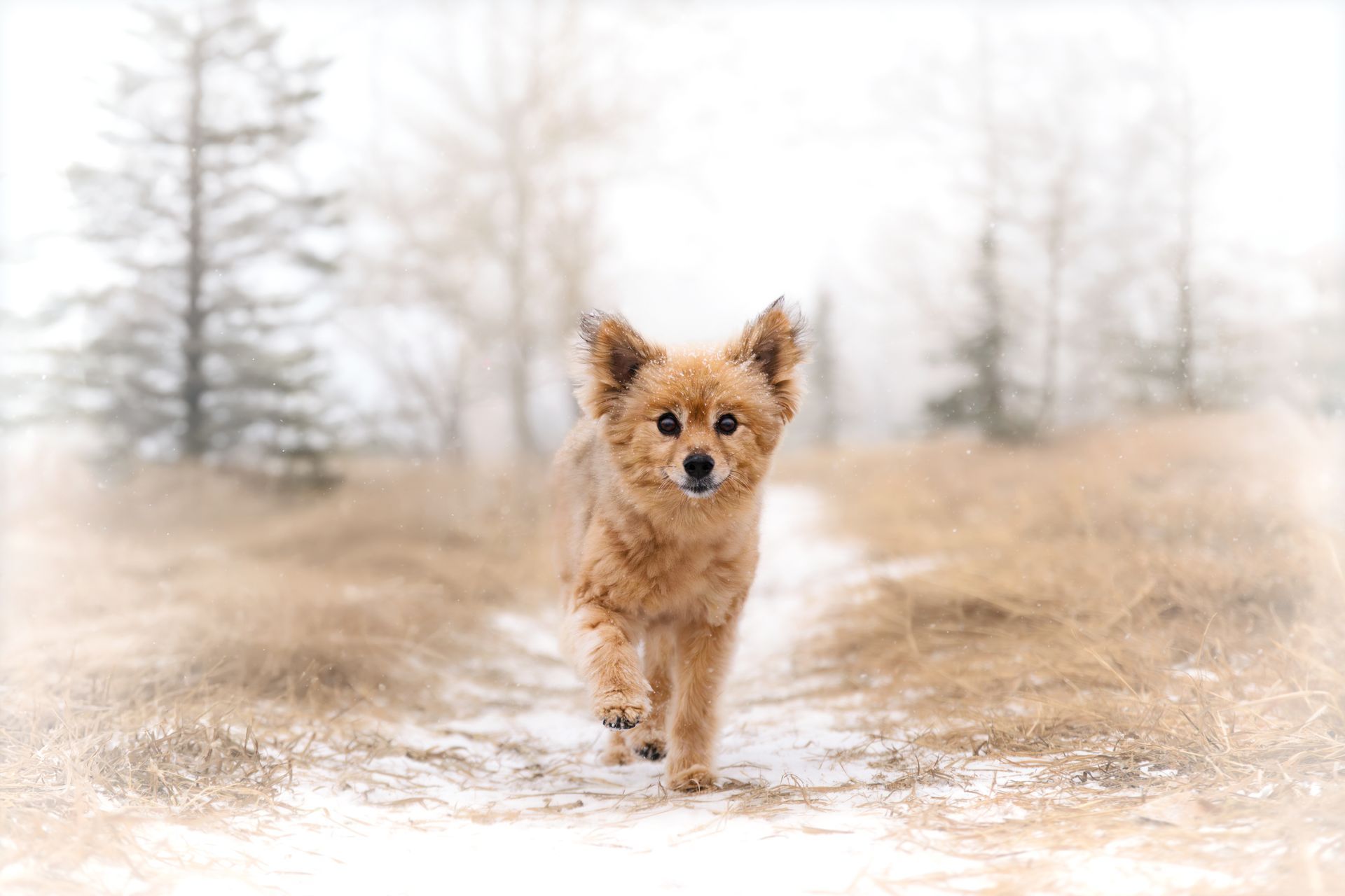 Calgary dog photographer, Calgary dog photos, Dog photographer Calgary. Dog photos Calgary
