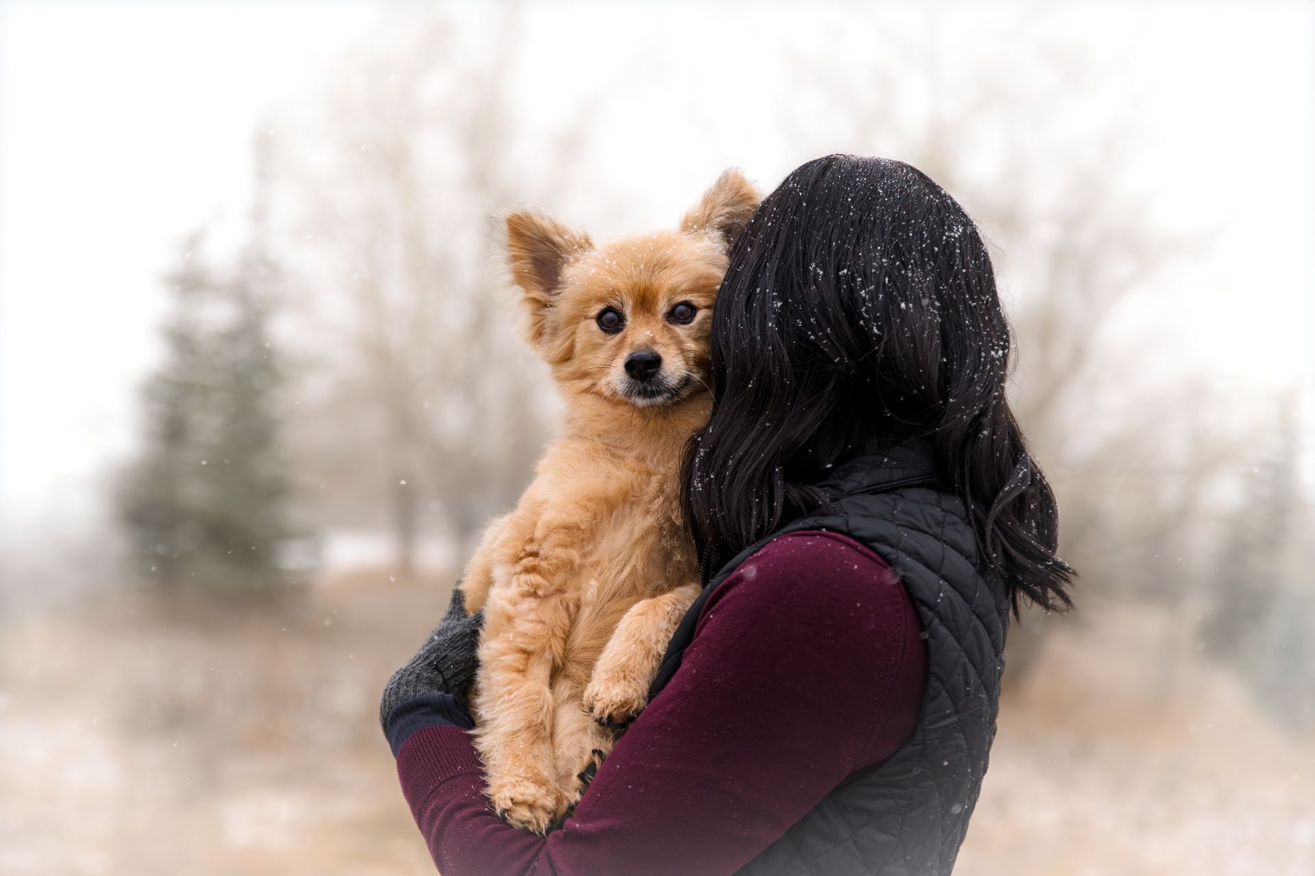 Dog photographer Calgary, Calgary dog photographer, Calgary dog photoshoot, Dog photoshoot Calgary