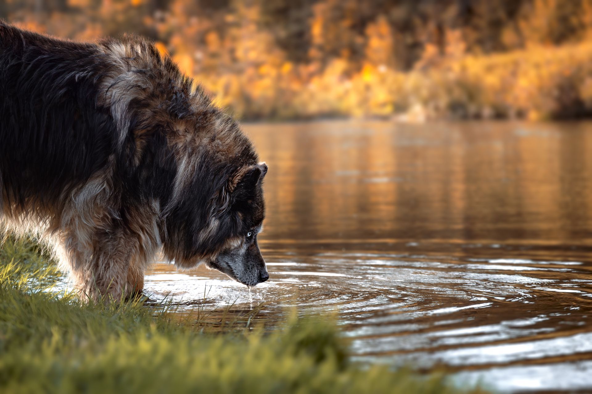 Two small dogs looking up at Fish Creek Park in Calgary, Alberta