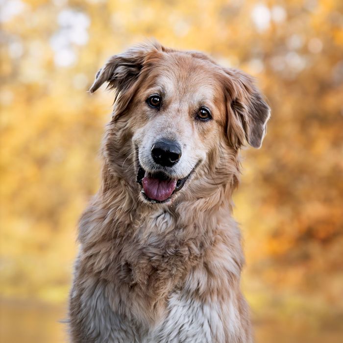 Pet photography Calgary showcasing dog personalityPet photography Calgary showcasing dog personality