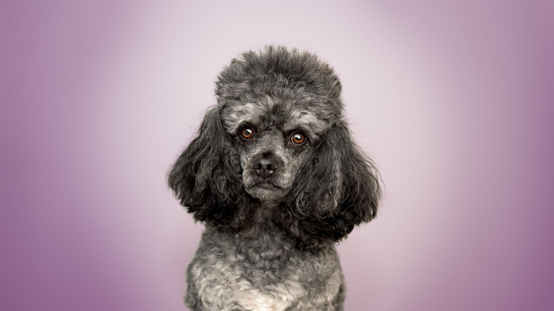 Indoor Dog Photoshoot Calgary | Dog Photoshoot Calgary | Indoor Dog Photos Calgary