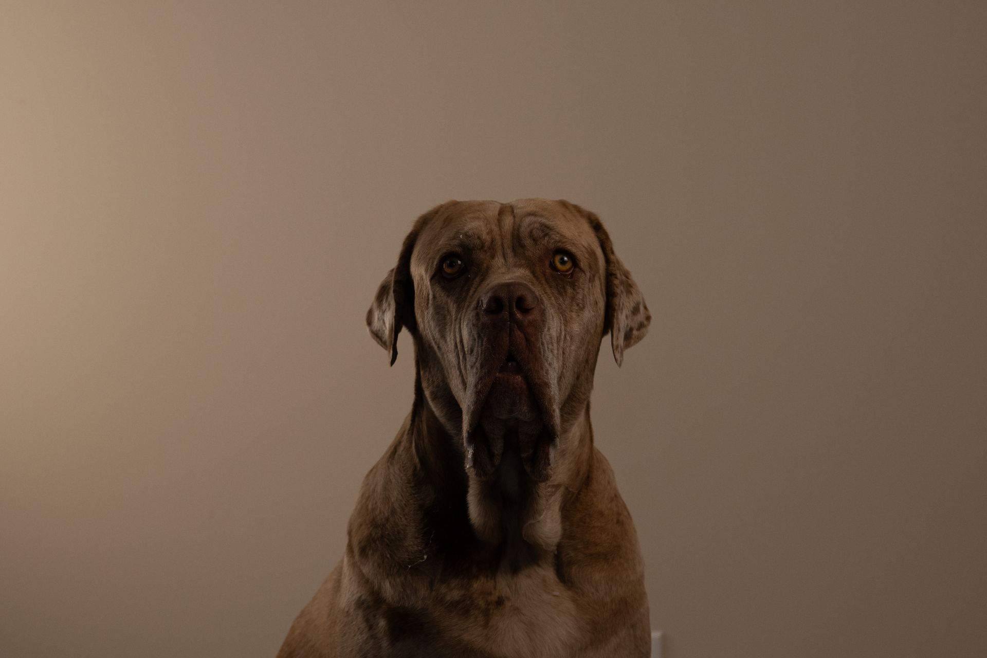 Indoor dog photos Calgary, dog photography Calgary, Calgary dog photos