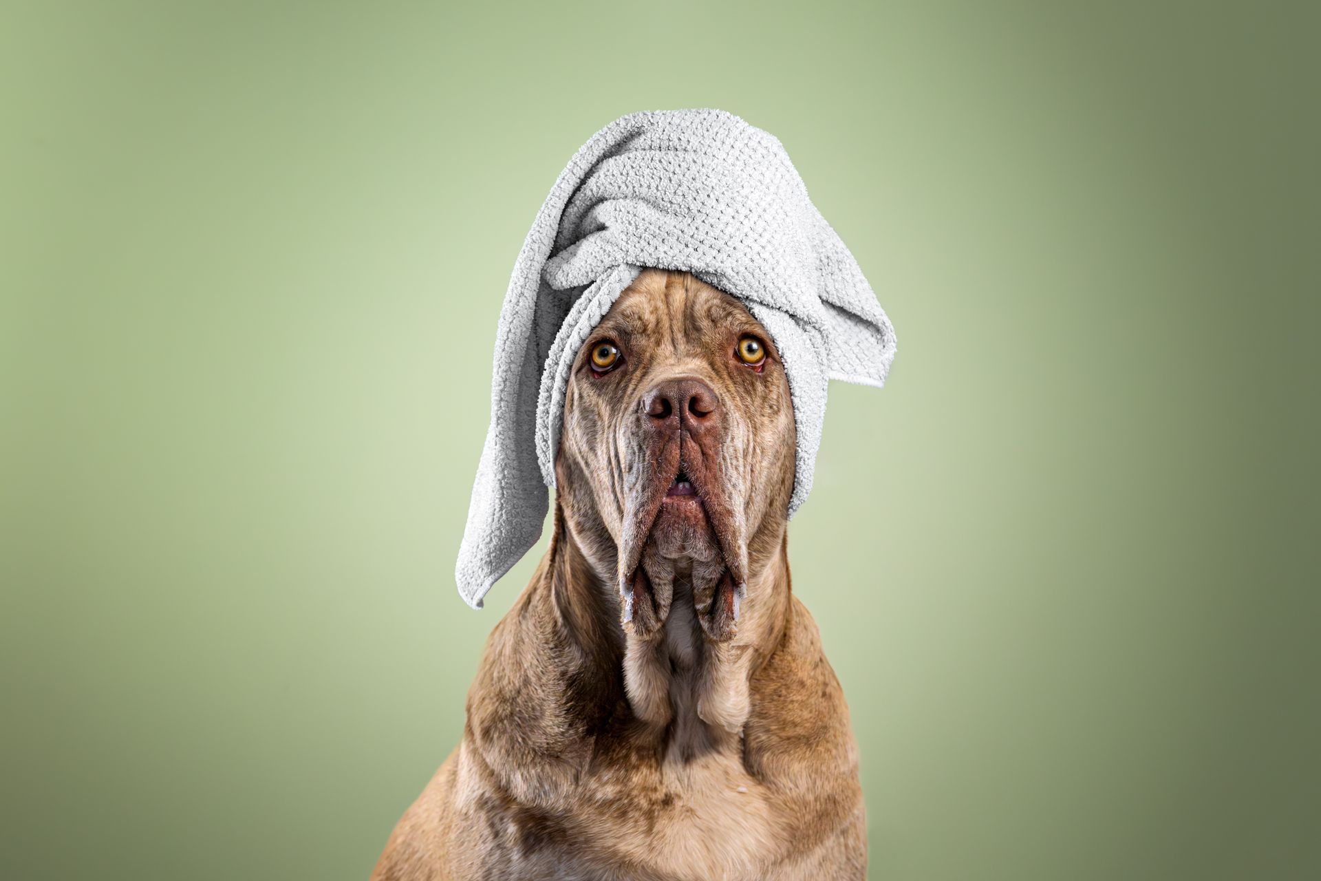 Indoor dog photos Calgary, dog photography Calgary, Calgary dog photos