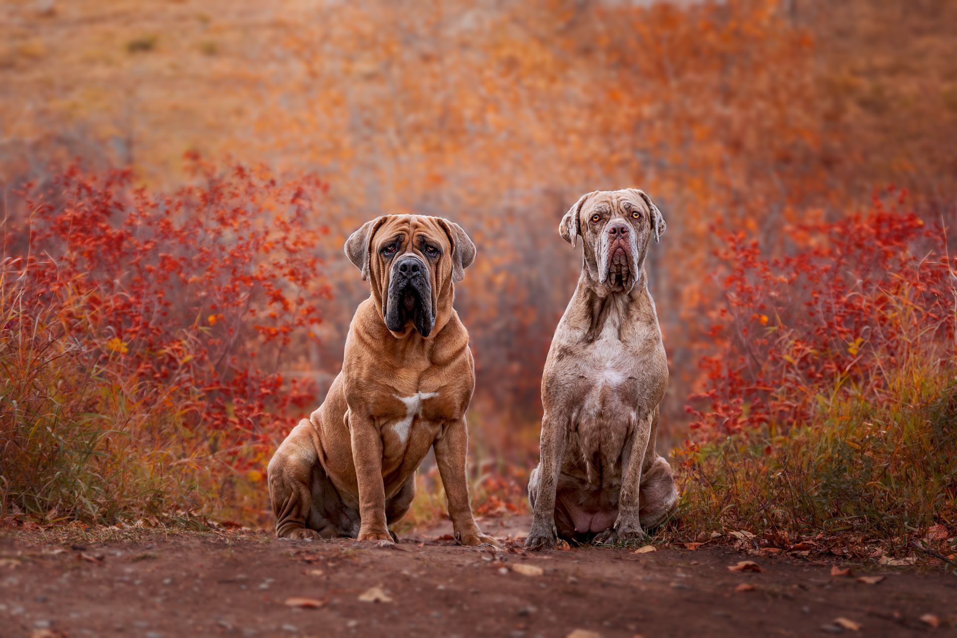 Two small dogs looking up at Fish Creek Park in Calgary, Alberta