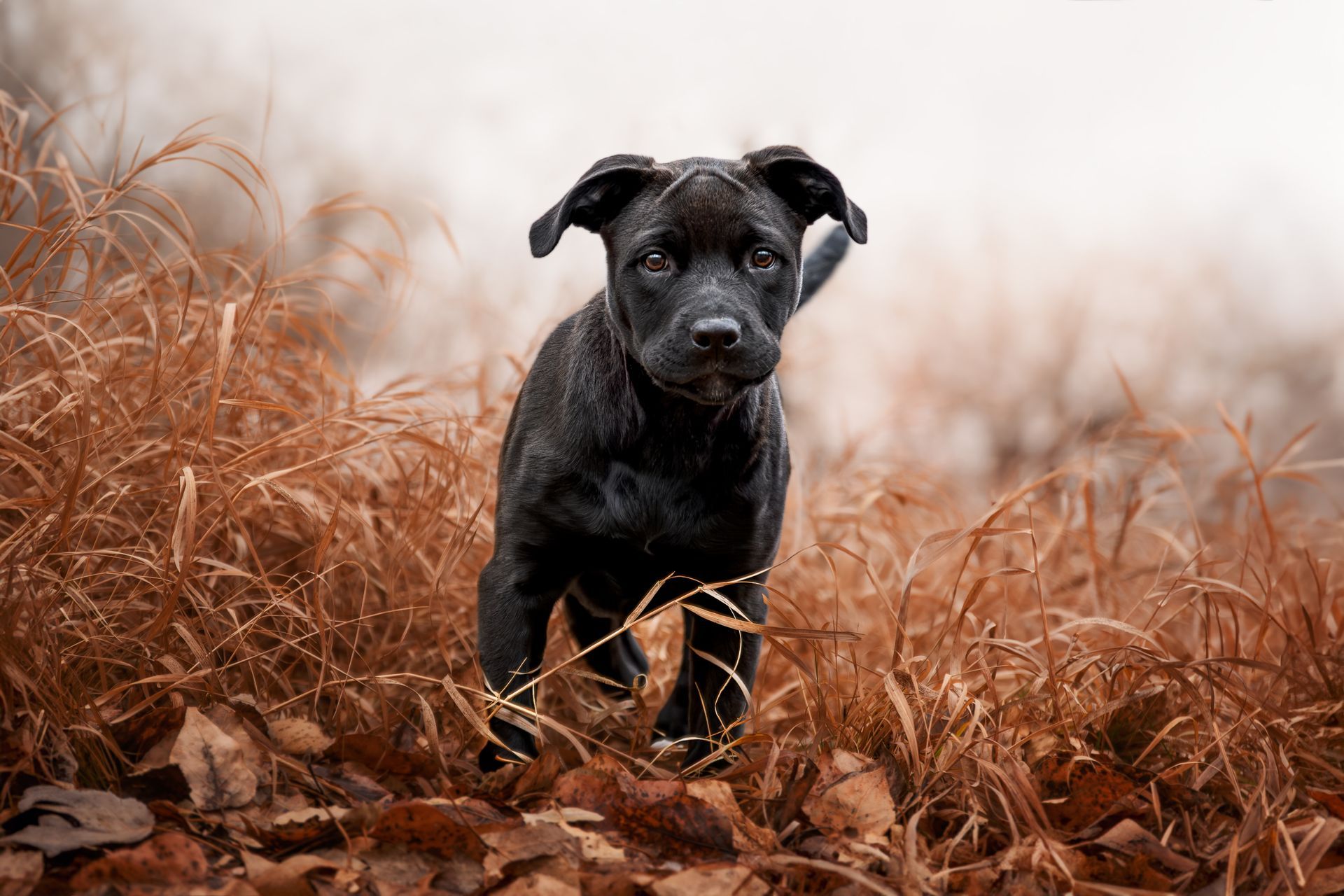 Dog Photographer Near Me