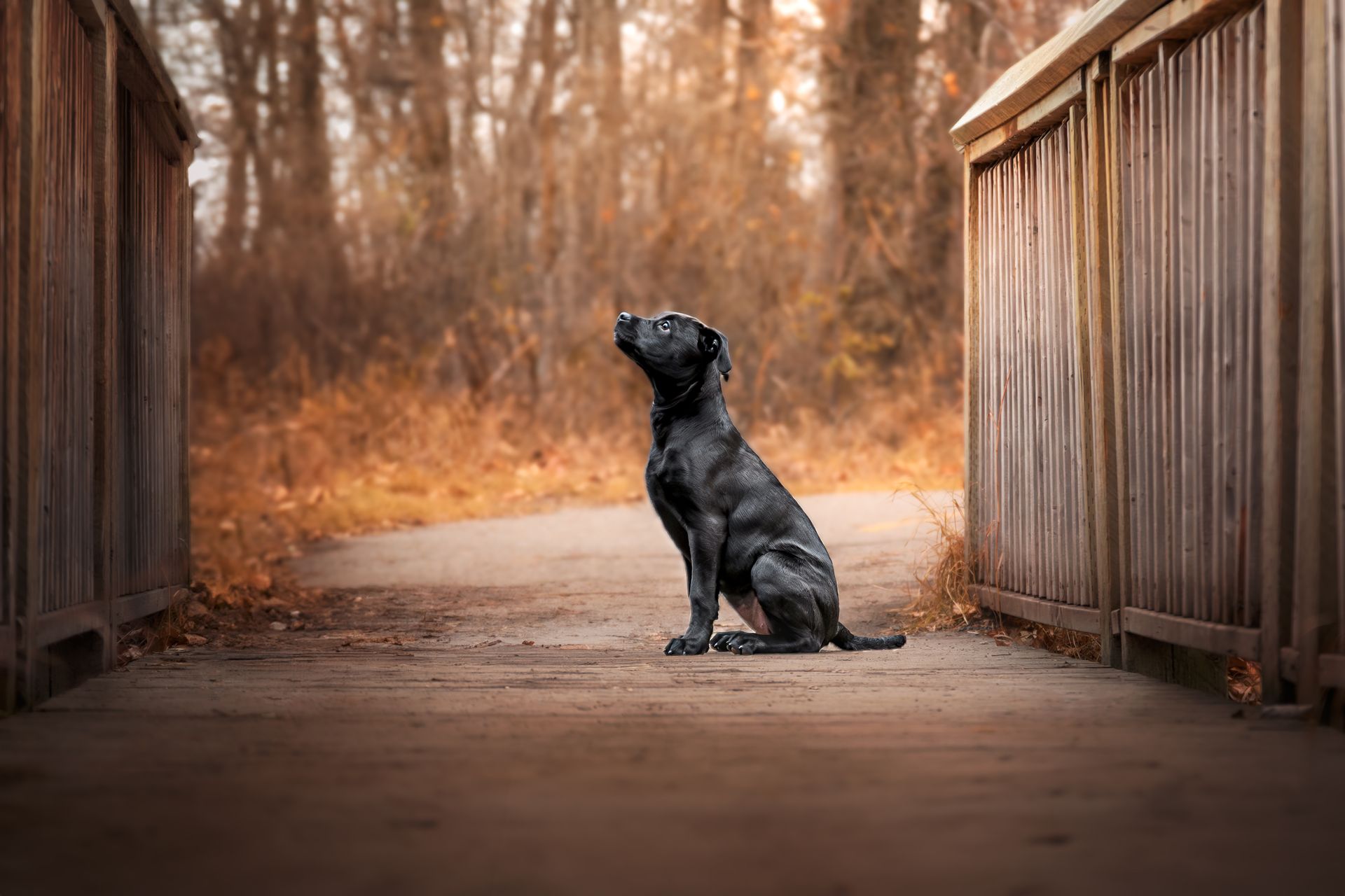 Calgary dog photographer, Calgary dog photos, Alberta dog photographer, Dog photos Calary