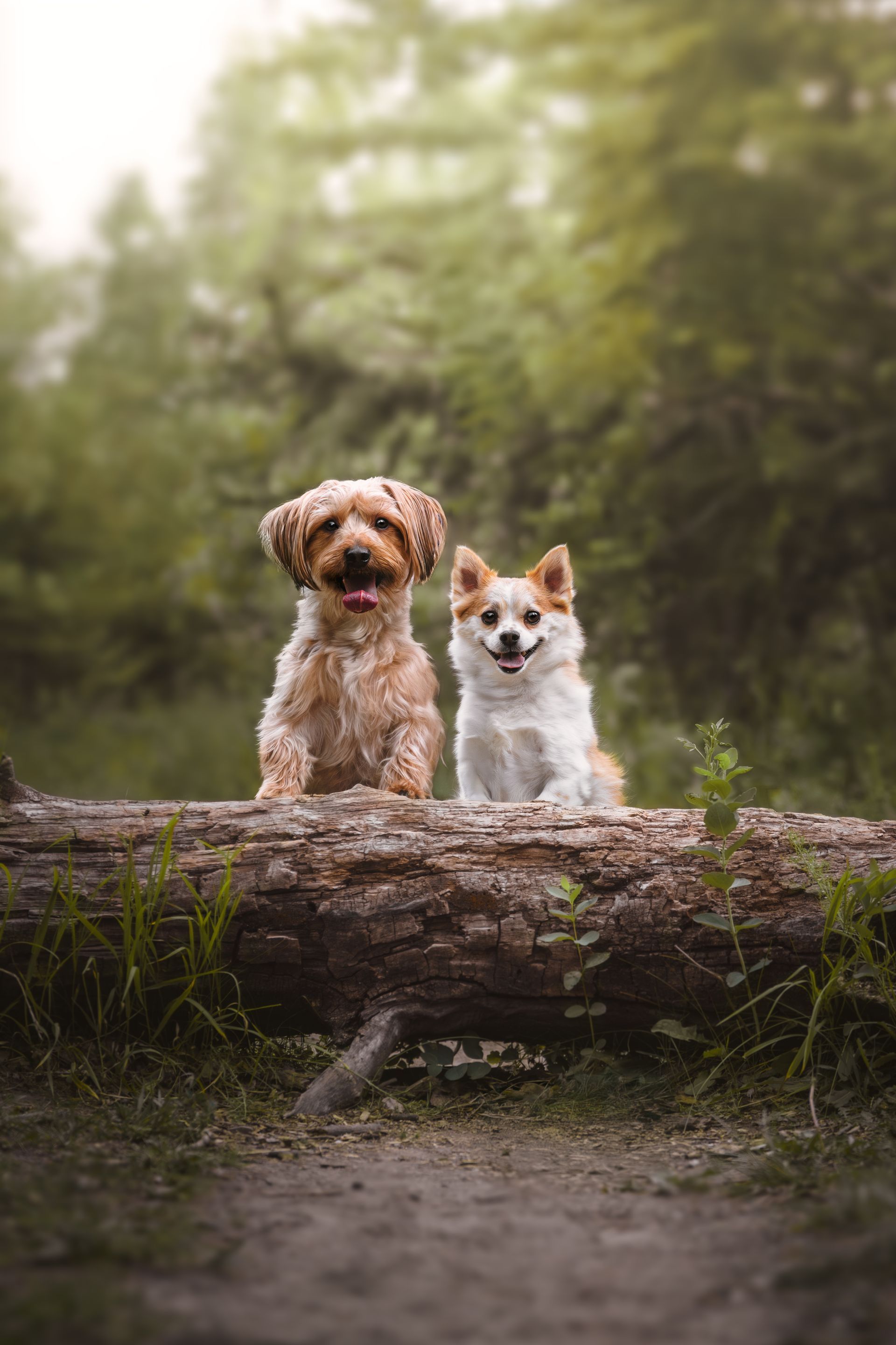 Dog photo in Summer in Alberta