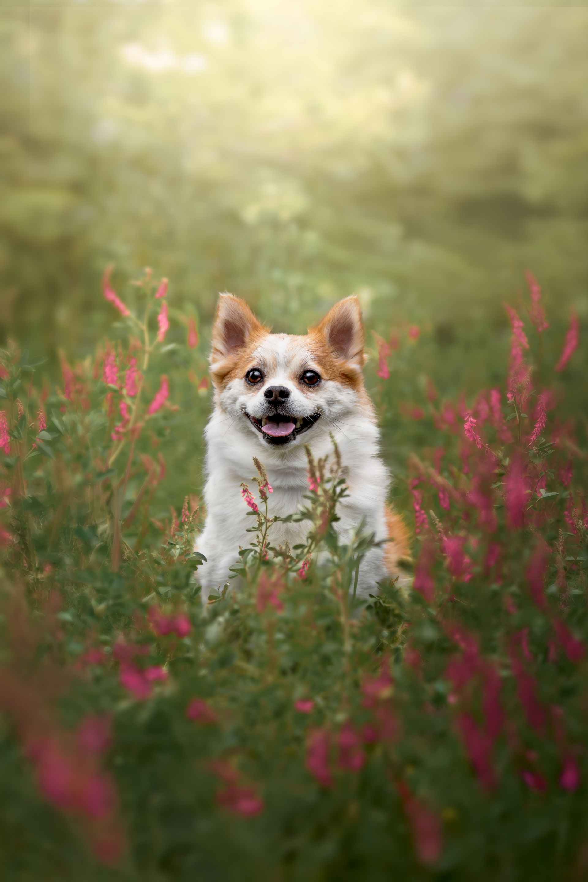 Dog photo in Summer in Alberta